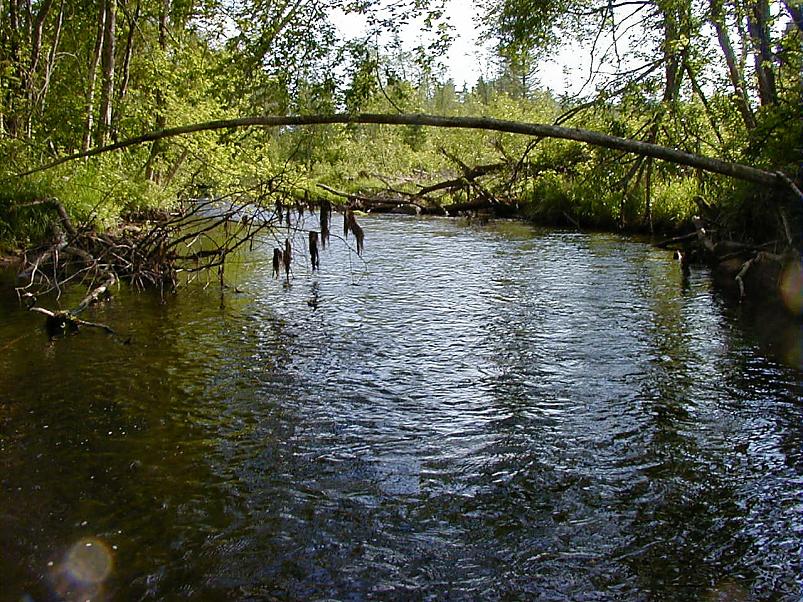 Elva j�el I juunis 2006