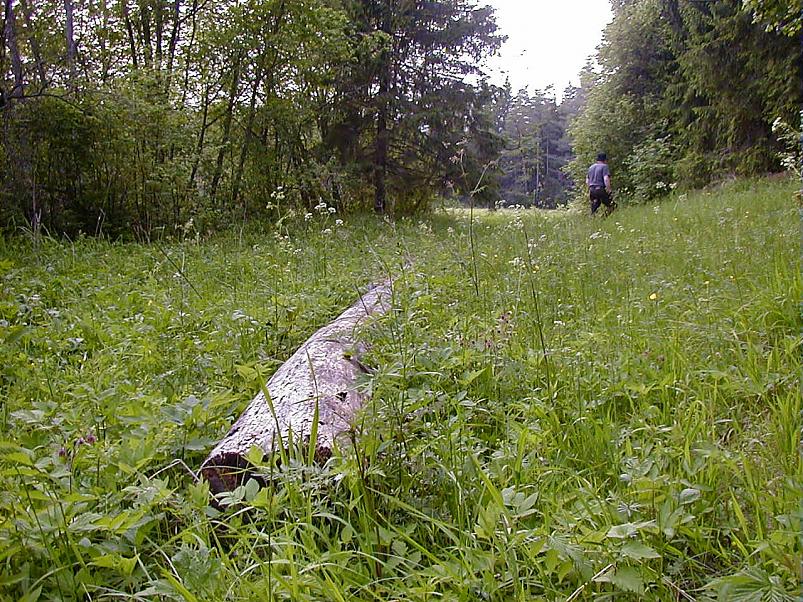 Elva j�el I juunis 2006