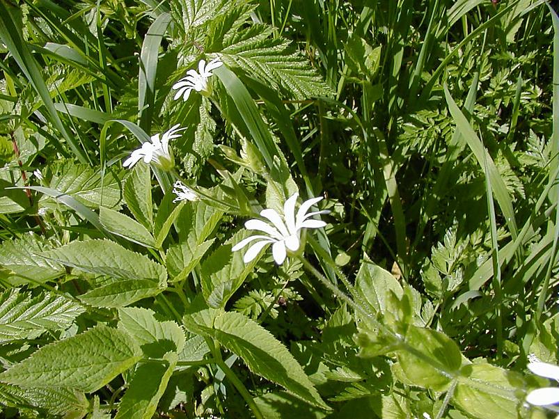 Elva j�el I juunis 2006