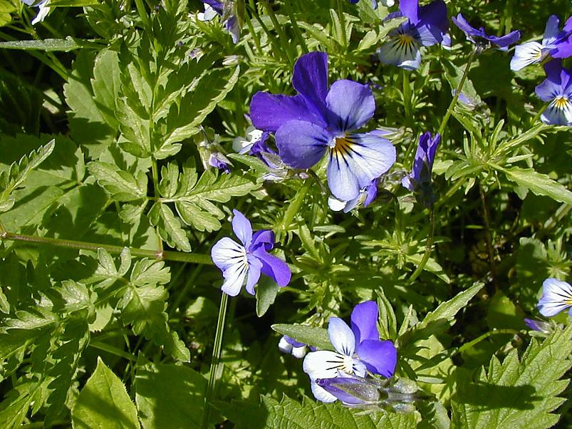 Elva j�el I juunis 2006