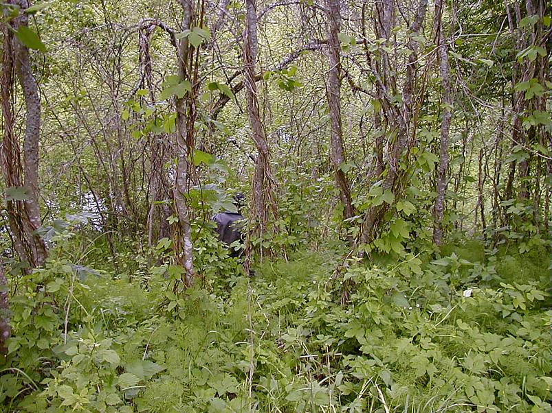 Elva j�el I juunis 2006