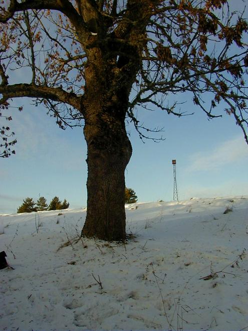 Madisem�el jaan. 2006