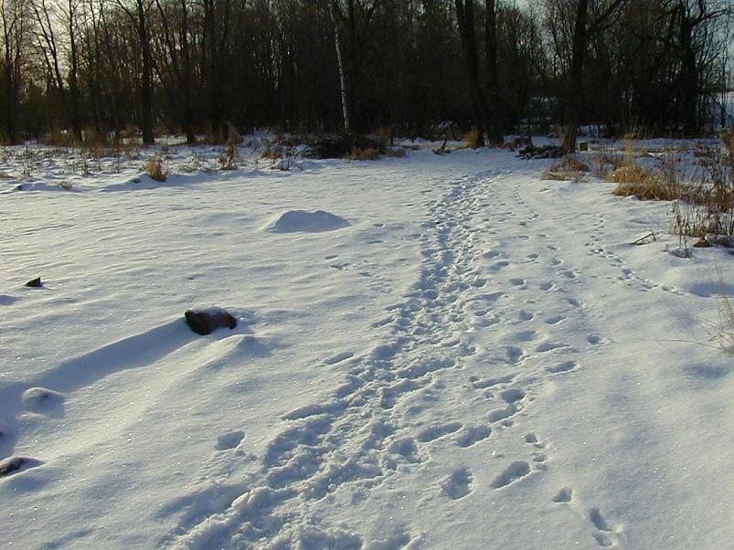 Madisem�el jaan. 2006