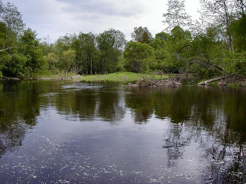 Pedja parveretk II, 2005