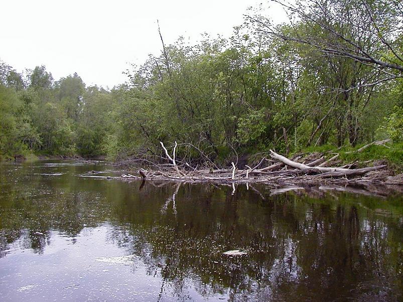 Pedja parveretk II, 2005