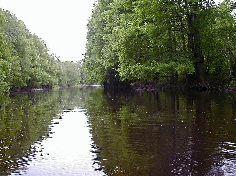 Pedja parveretk II, 2005