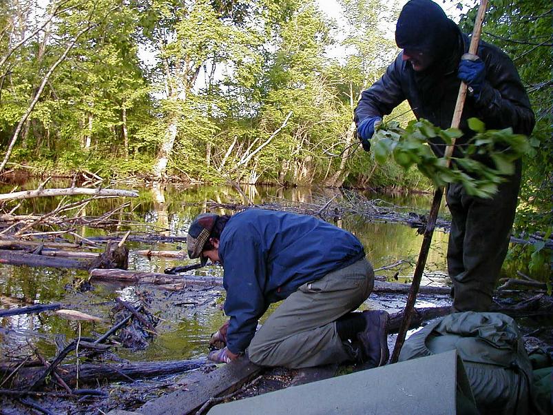 Pedja parveretk II, 2005