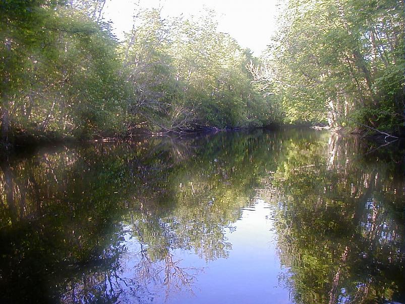 Pedja parveretk II, 2005