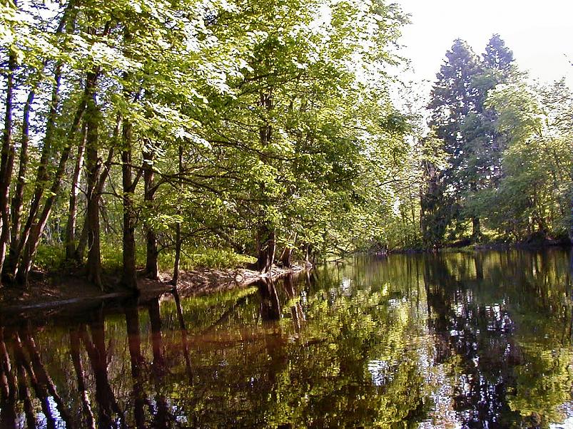 Pedja parveretk II, 2005