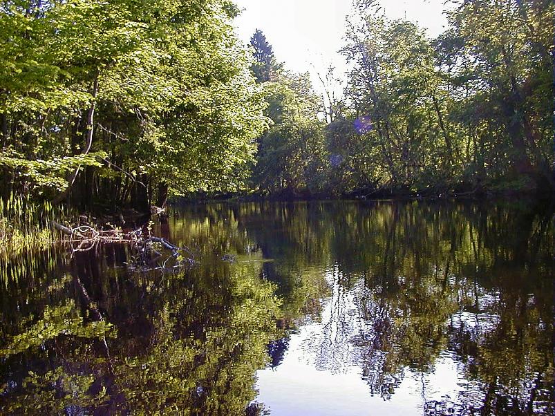 Pedja parveretk II, 2005