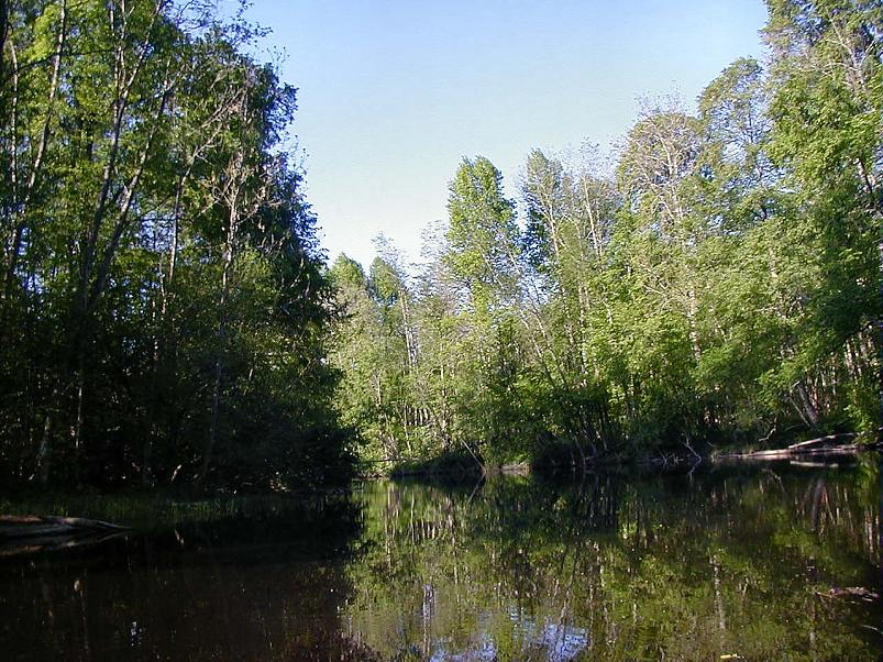 Pedja parveretk II, 2005