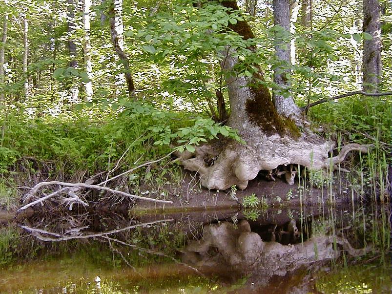 Pedja parveretk II, 2005