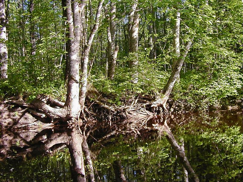 Pedja parveretk II, 2005