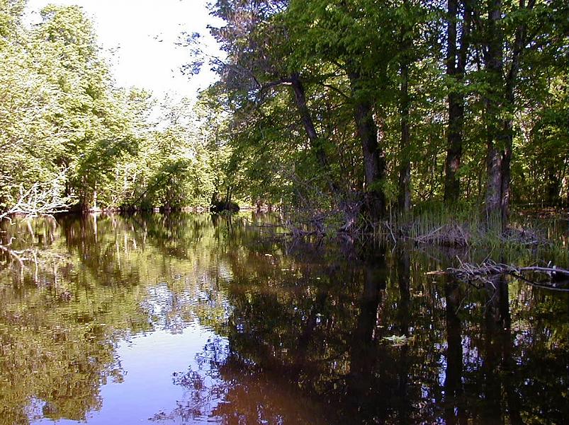 Pedja parveretk II, 2005