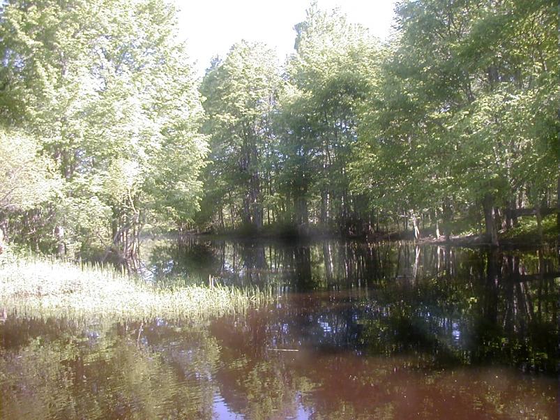 Pedja parveretk II, 2005