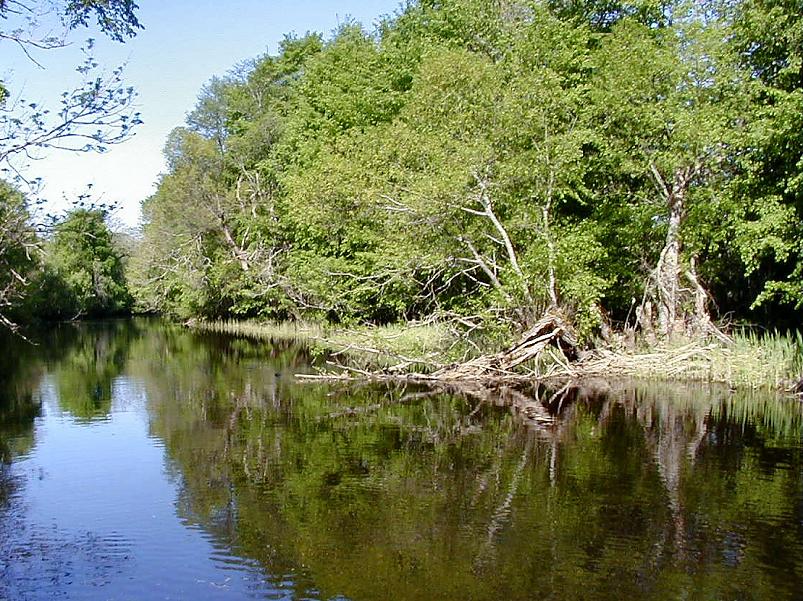 Pedja parveretk II, 2005