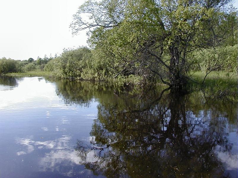 Pedja parveretk II, 2005