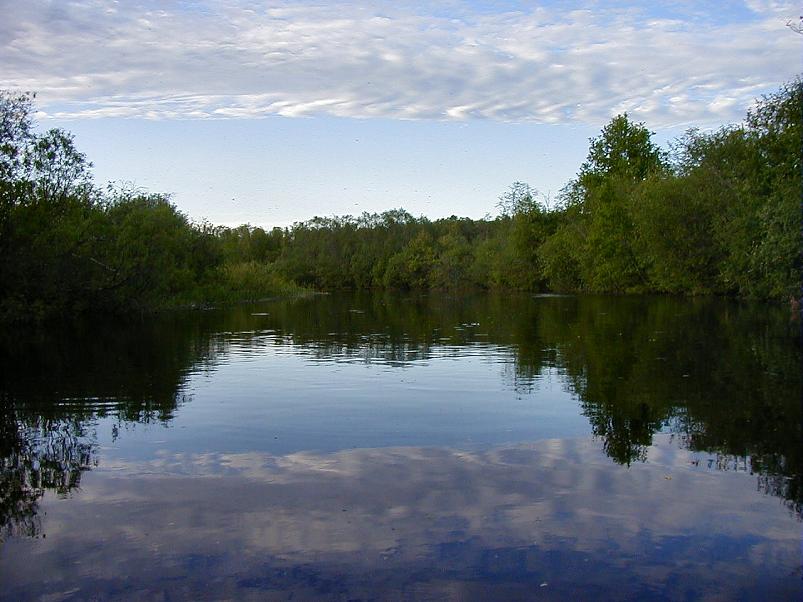 Pedja parveretk II, 2005