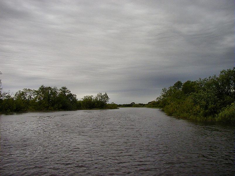 Pedja parveretk II, 2005