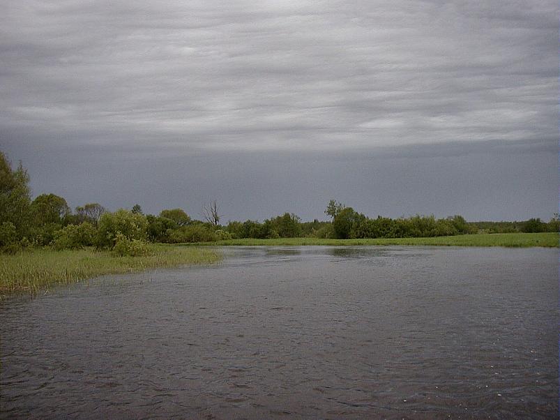 Pedja parveretk II, 2005