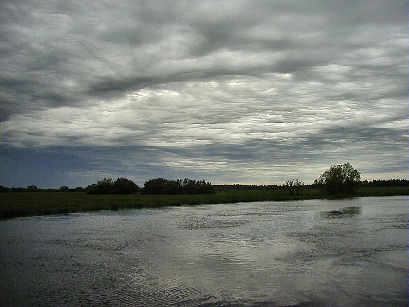 Pedja parveretk II, 2005