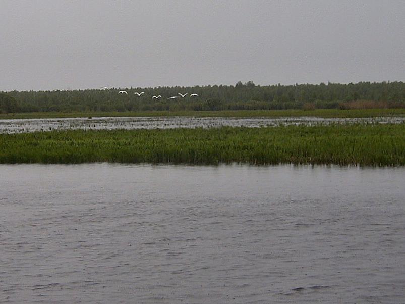 Pedja parveretk II, 2005