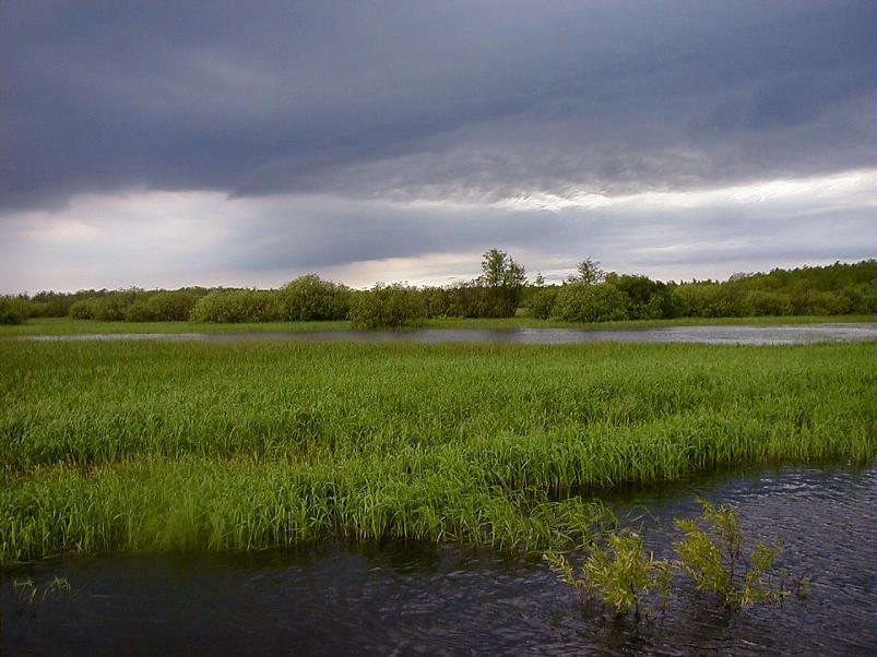 Pedja parveretk II, 2005