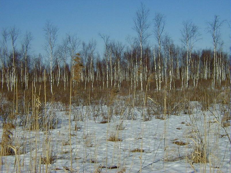 Ahja alamjooksul 2005