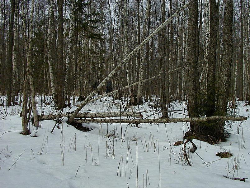 Ahja alamjooksul 2005