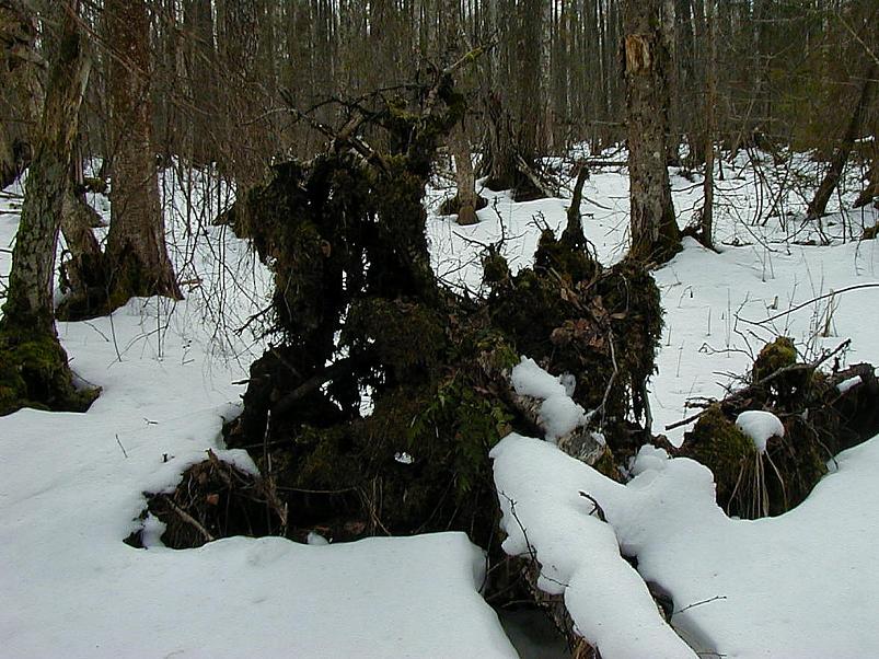 Ahja alamjooksul 2005