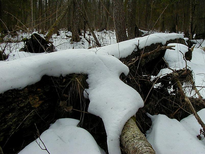 Ahja alamjooksul 2005