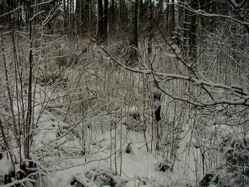 Selgise m�gedes 2005