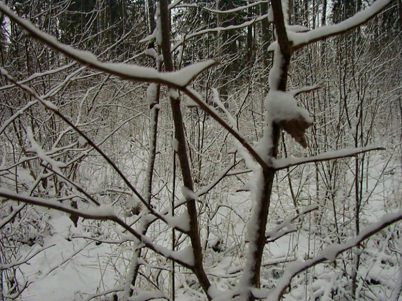 Selgise m�gedes 2005