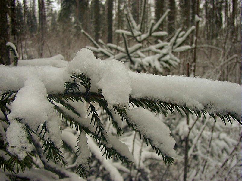 Selgise m�gedes 2005