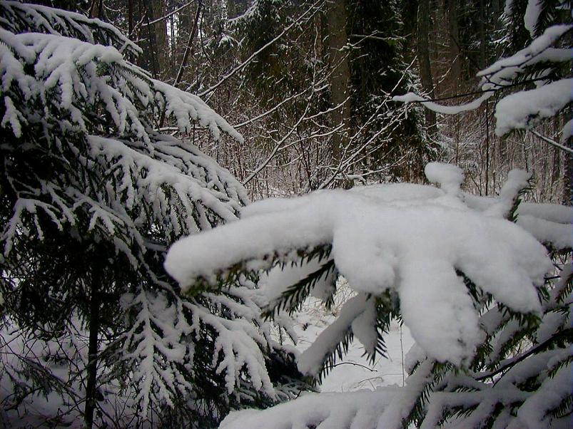 Selgise m�gedes 2005