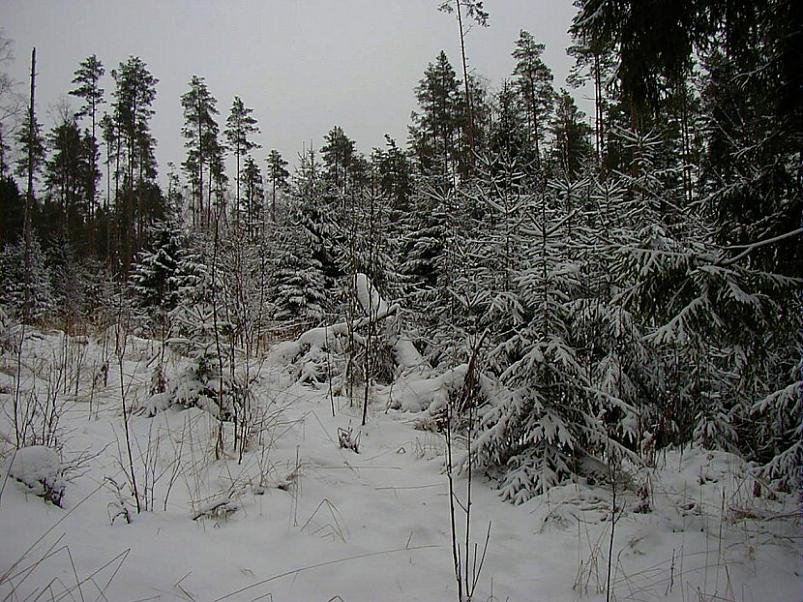 Selgise m�gedes 2005