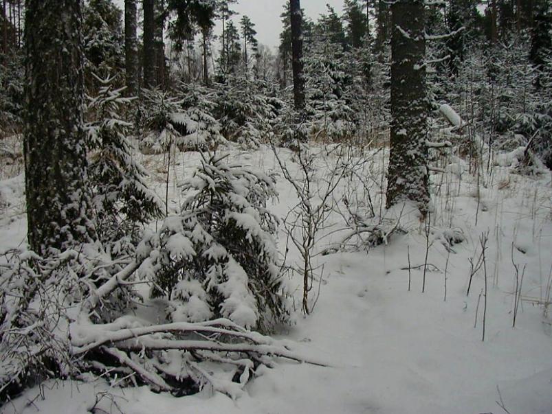 Selgise m�gedes 2005