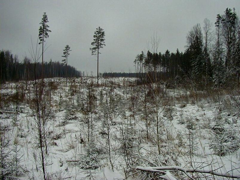 Selgise m�gedes 2005