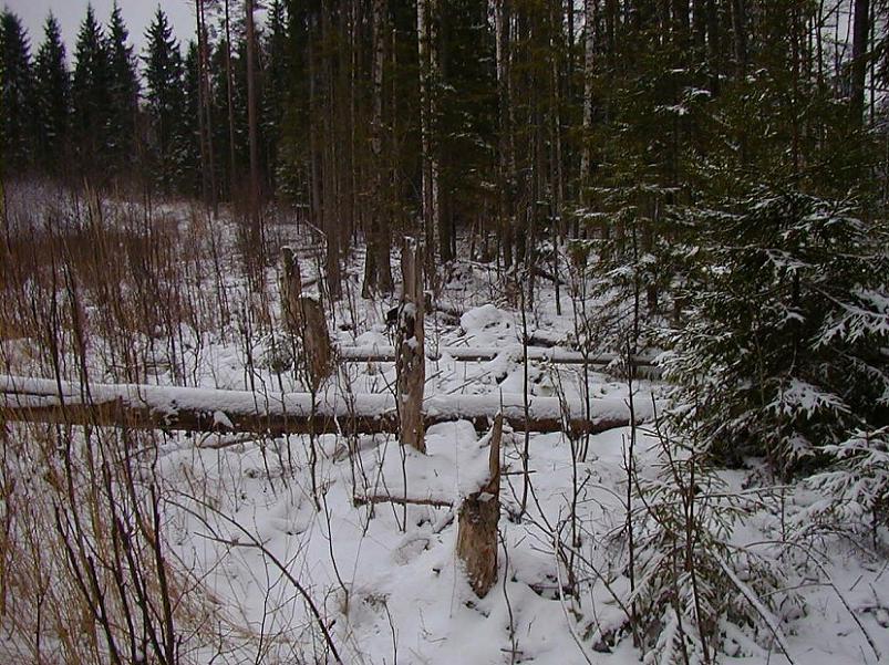 Selgise m�gedes 2005