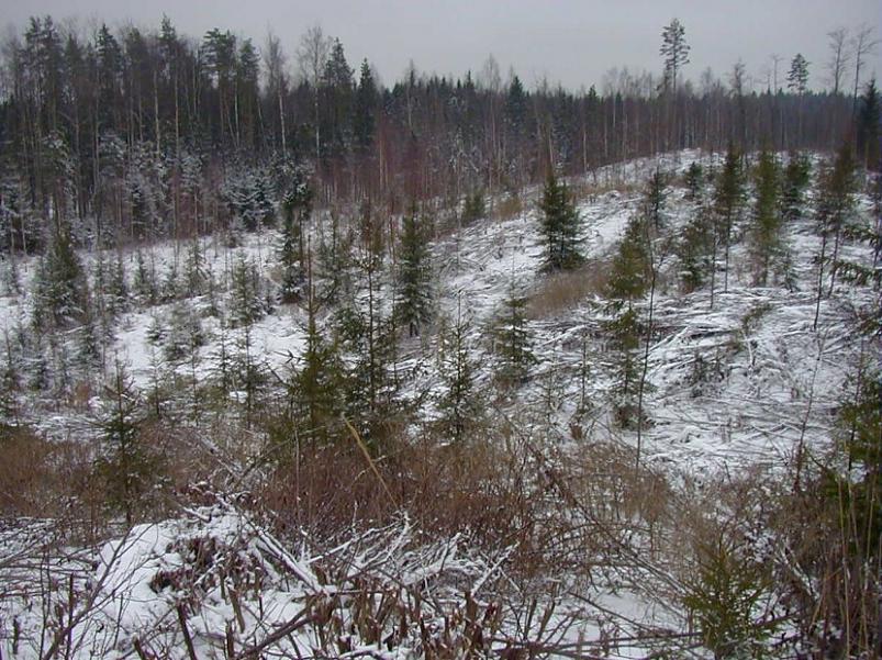 Selgise m�gedes 2005