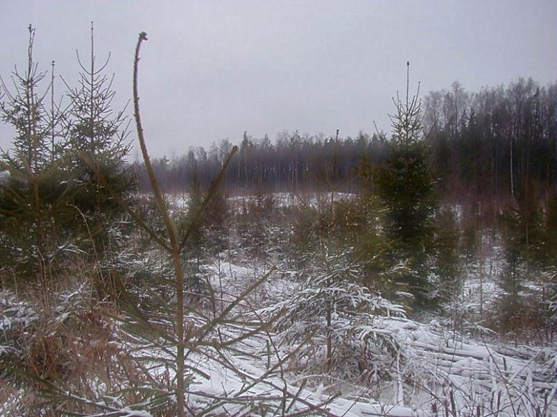 Selgise m�gedes 2005