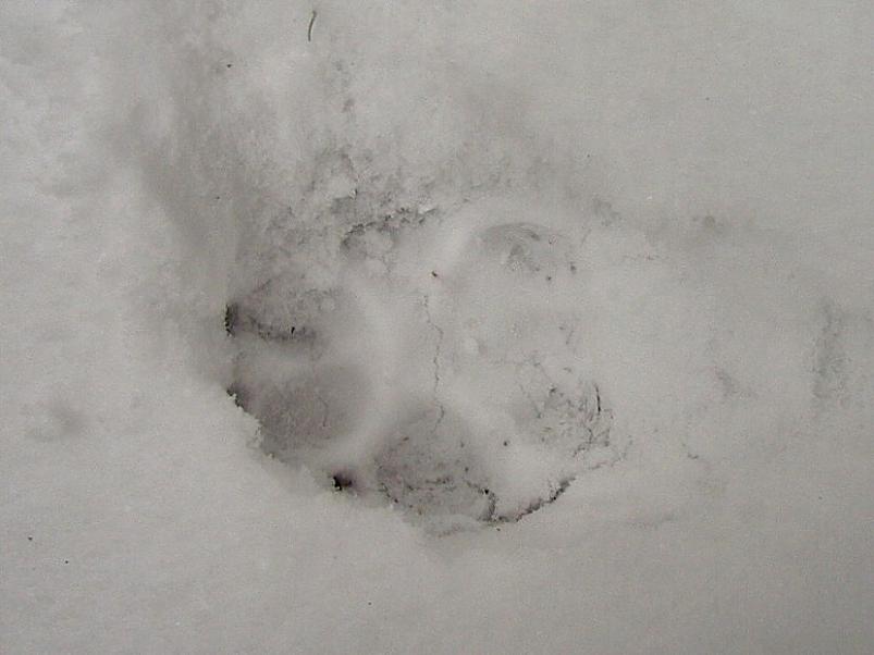 Selgise m�gedes 2005