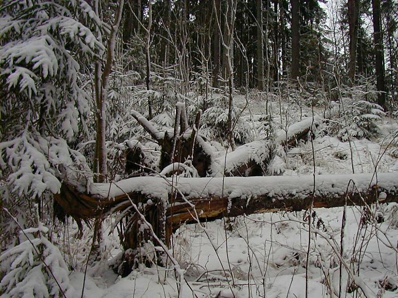 Selgise m�gedes 2005