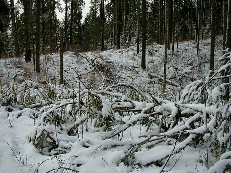 Selgise m�gedes 2005