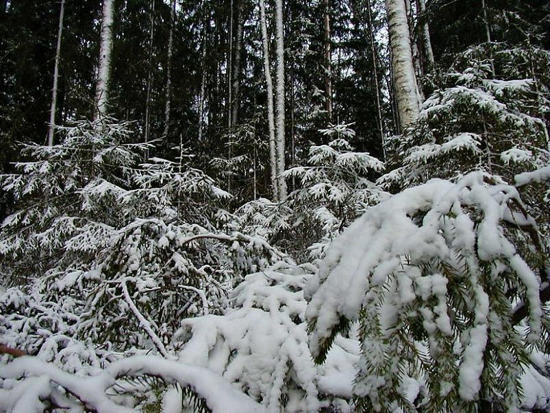 Selgise m�gedes 2005