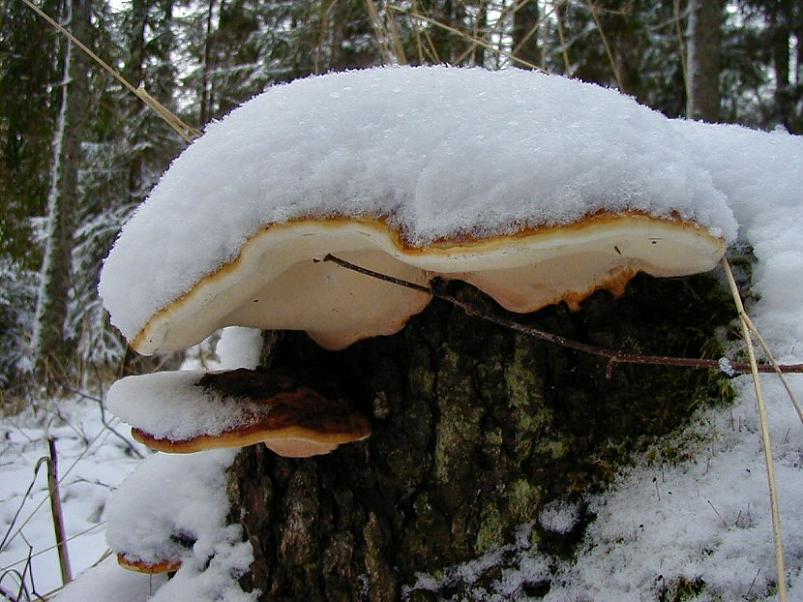 Selgise m�gedes 2005