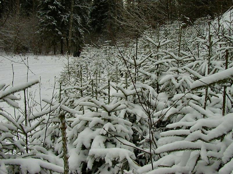 Selgise m�gedes 2005