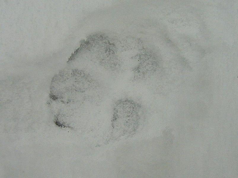 Selgise m�gedes 2005