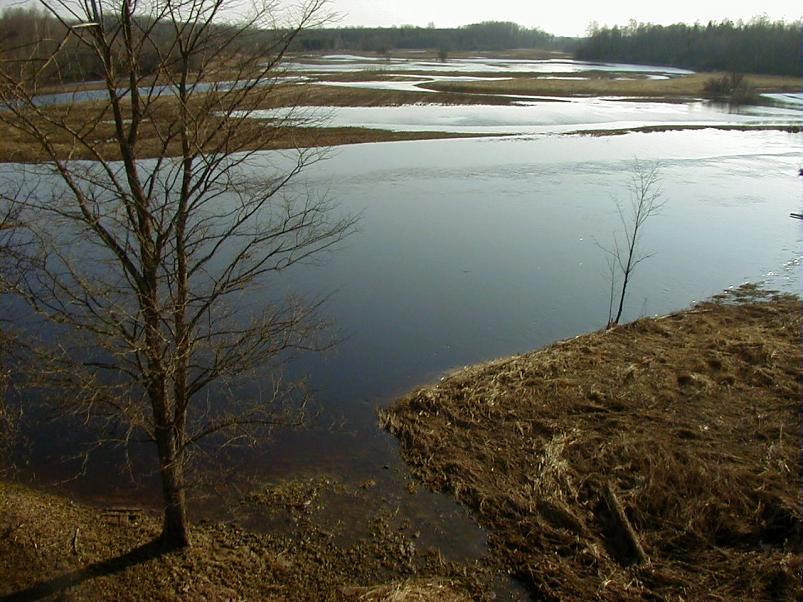 Pedja parveretk I, 2004