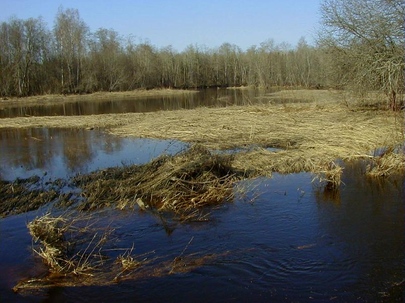 Pedja parveretk I, 2004